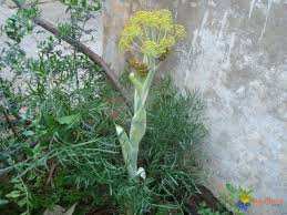 Célébration du printemps dans la Soummam «Adheryis» en vedette