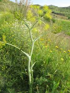 Les soins par la Thapsia garganica