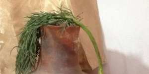 Aderyis : l’accueil du printemps amazigh