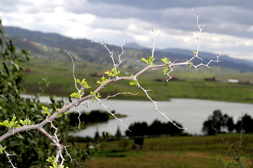 ATELIER DE PHYTOTHÉRAPIE EN ALGÉRIE-