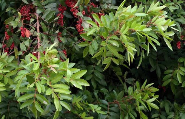 AÏN-SEFRA (Naâma) - Lancement d’un projet de protection et de réhabilitation du pistacia-atlantica et de l’alfa