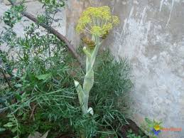 Célébration du printemps dans la Soummam «Adheryis» en vedette