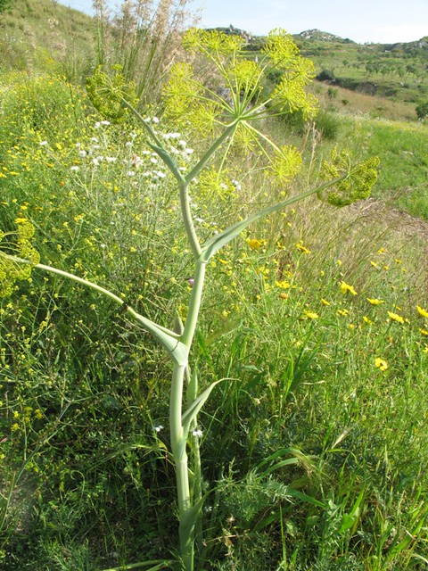 Les soins par la Thapsia garganica