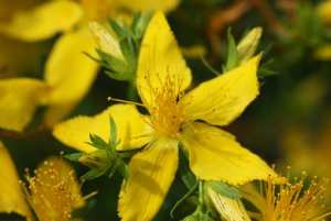 Plantes médicinales et aromatiques : un potentiel d’exportation hors hydrocarbures