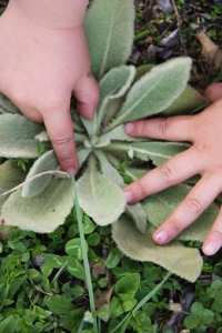 25 plantes médicinales à connaître.