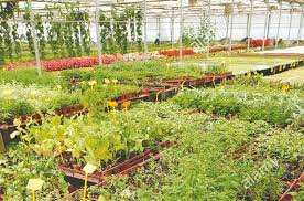 TARZERA (TLEMCEN)  Introduction de la production des plantes médicinales