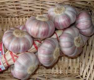 Les remèdes d’antan – l’Ail