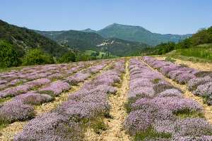 Se soigner avec le thym