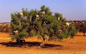 L’Arganier , une richesse dans le desert