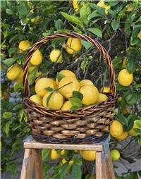 Le Citron et la Santé.