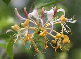 Ain Smara (Constantine) - Pas d’abeilles à H’ richa sur le chèvrefeuille de Omar