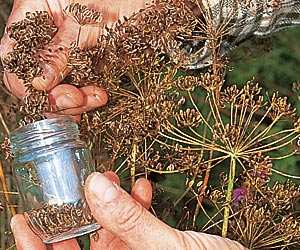 Remèdes maison : Digestion facile et ventre plat.