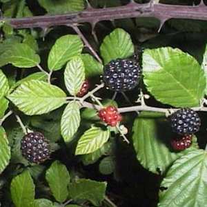 La ronce commune ou le murier sauvage, un fruit de bois idéal pour les diabétiques.