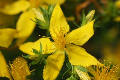 Plantes médicinales et aromatiques : un potentiel d’exportation hors hydrocarbures