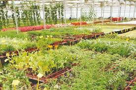 TARZERA (TLEMCEN)  Introduction de la production des plantes médicinales