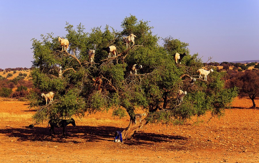 L’Arganier , une richesse dans le desert