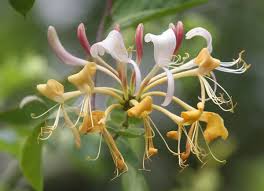 Ain Smara (Constantine) - Pas d’abeilles à H’ richa sur le chèvrefeuille de Omar