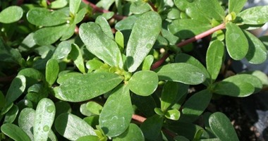 4 فوائد لنبات الرجلة أهمها الوقاية من أمراض القلب والسرطان والشيخوخة