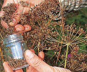 Remèdes maison : Digestion facile et ventre plat.
