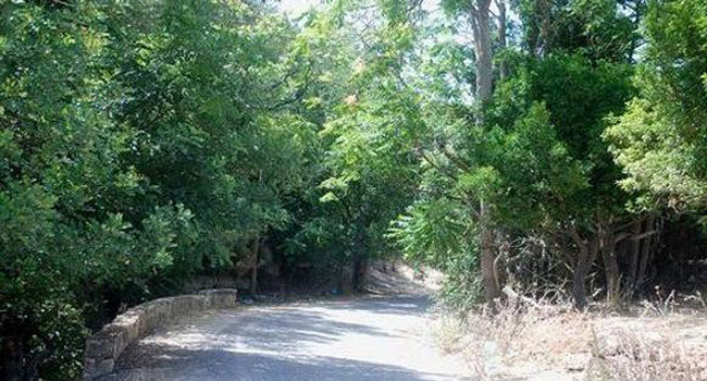 PATRIMOINE FORESTIER : Le bradage se poursuit à Mostaganem