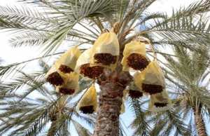 Phoeniciculture dans le Ghaout d’El-Oued : Un patrimoine agricole et touristique