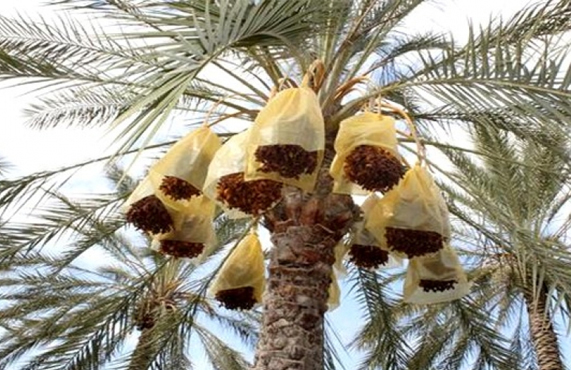 Phoeniciculture dans le Ghaout d’El-Oued : Un patrimoine agricole et touristique