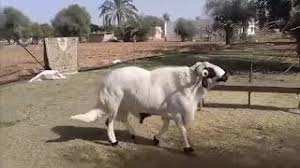 انتبهوا للحوم التي تشترون