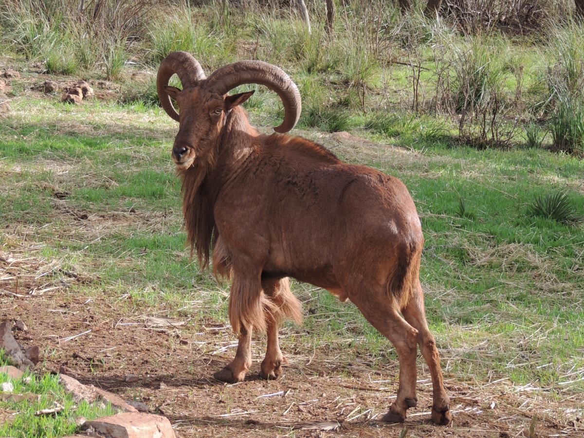 BRACONNAGE À TLEMCEN De nombreuses espèces animales menacées de disparition