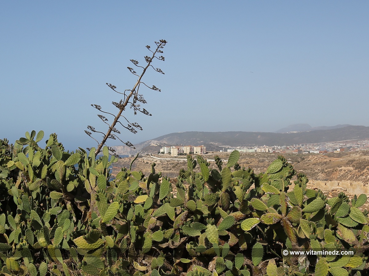 Liste des Villages de la Wilaya de Tlemcen