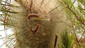 Tlemcen: les forêts menacées par la chenille processionnaire