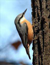 Sites de la sittelle kabyle à Jijel: Des naturalistes européens en exploration