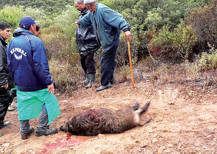 Ghazaouet (Tlemcen).. Les sangliers menacent la cité «Les orangers»