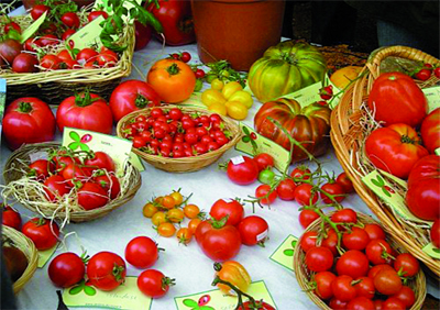 Fête annuelle de la tomate