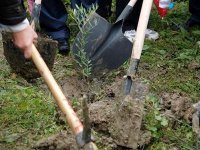 1,5 million d'arbres plantés d'ici au 5 juillet prochain (association)