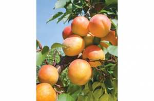 M’SILA -  Baisse sensible dans la production d’abricots