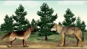 لذئب معاتبا الكلب :بكلام موزون