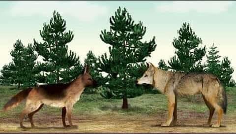 لذئب معاتبا الكلب :بكلام موزون