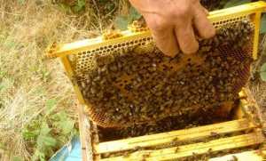 El-Oued: pour l’intégration de l’apiculture dans la nomenclature de la formation professionnelle