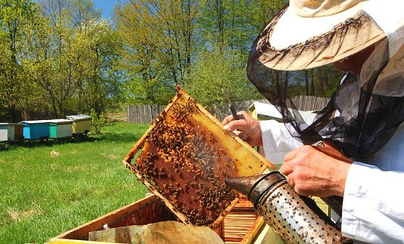 La filière apicole peut générer 4 milliards DA chaque année des produits de la ruche