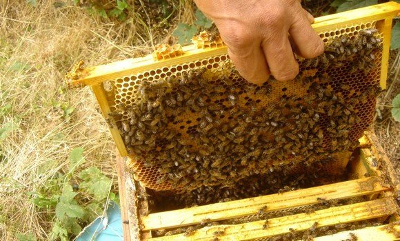El-Oued: pour l’intégration de l’apiculture dans la nomenclature de la formation professionnelle