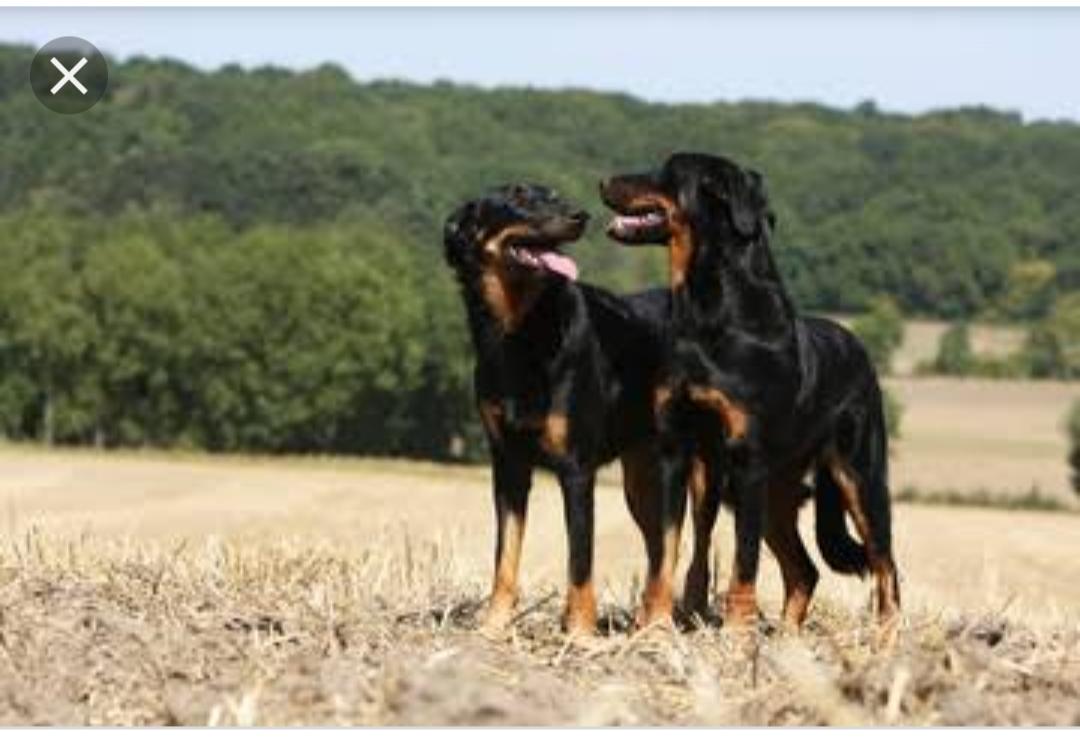 Se Ragarder En Chiens de Faience