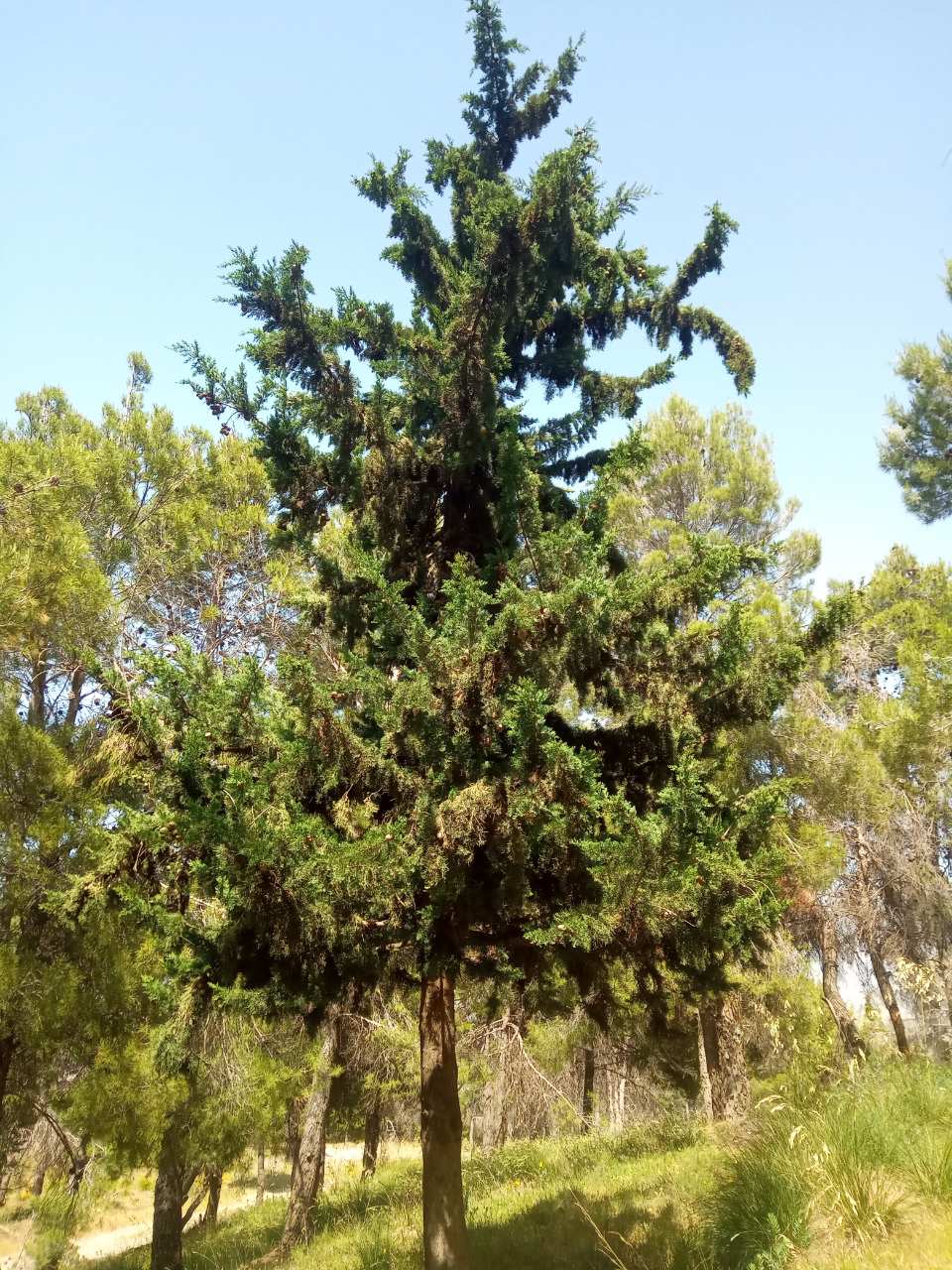 غابة عين الكبيرة ولاية سطيف .