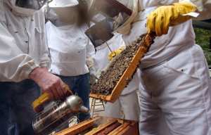 Planète - La récolte française de miel s'annonce «catastrophique» en raison des conditions climatiques