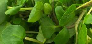 فوائد الجرجير