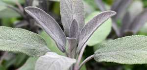 فوائد المرمية