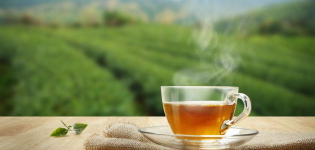 تقويم اتجاهات العشّابين نحو العلاج النباتي لمرض السمنة في ضوء المعارف النظرية القديمة والحديثة - دراسة ميدانية في منطقة تلمسان (الجزائر)