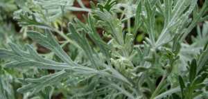 فوائد الشيح