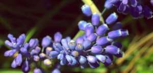 ما هي فوائد الخزامى