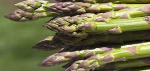 ما هو نبات الهليون