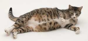 كم مدة حمل القطط